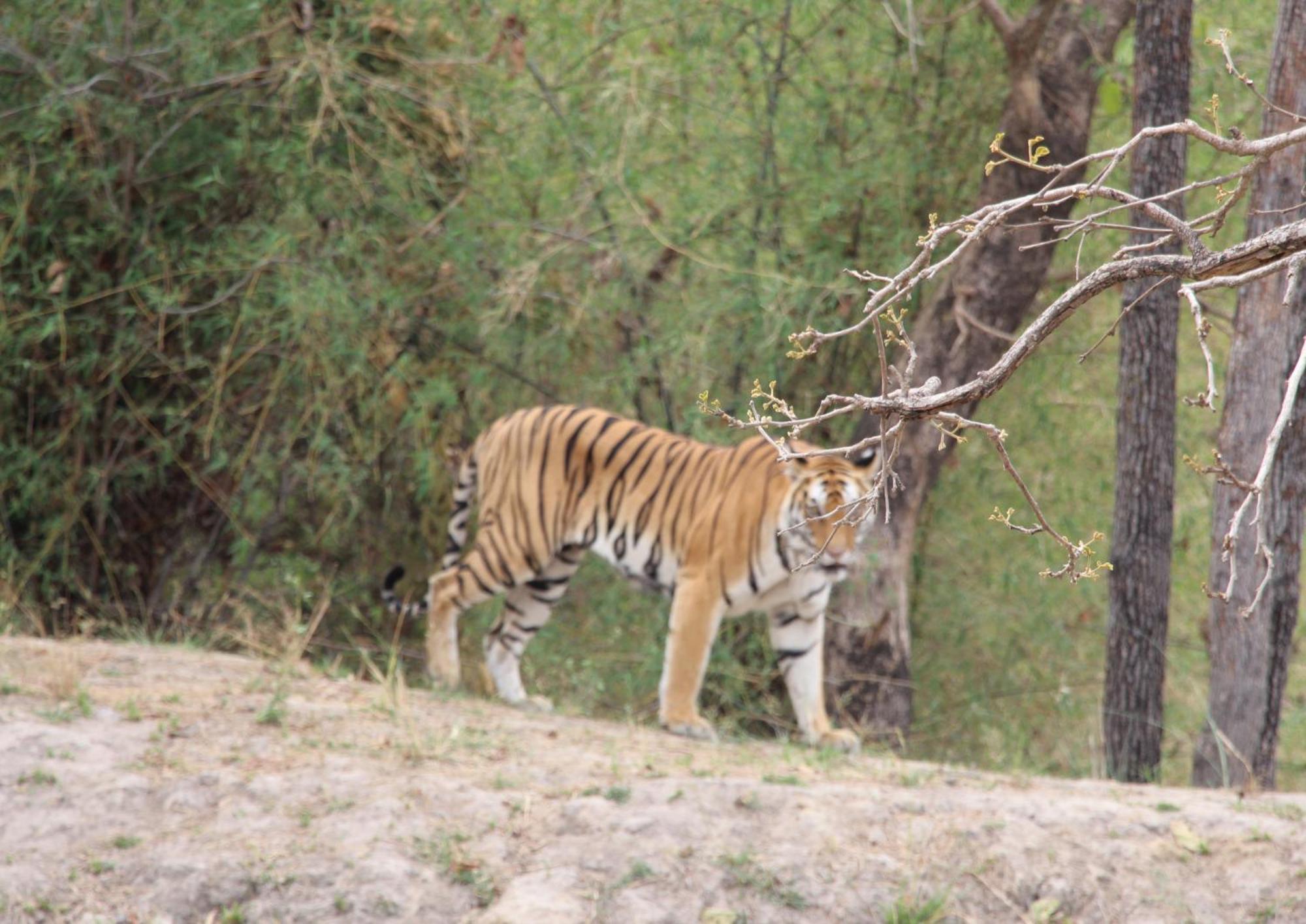 Tiger Tops Karnali Lodge Bardiya 외부 사진