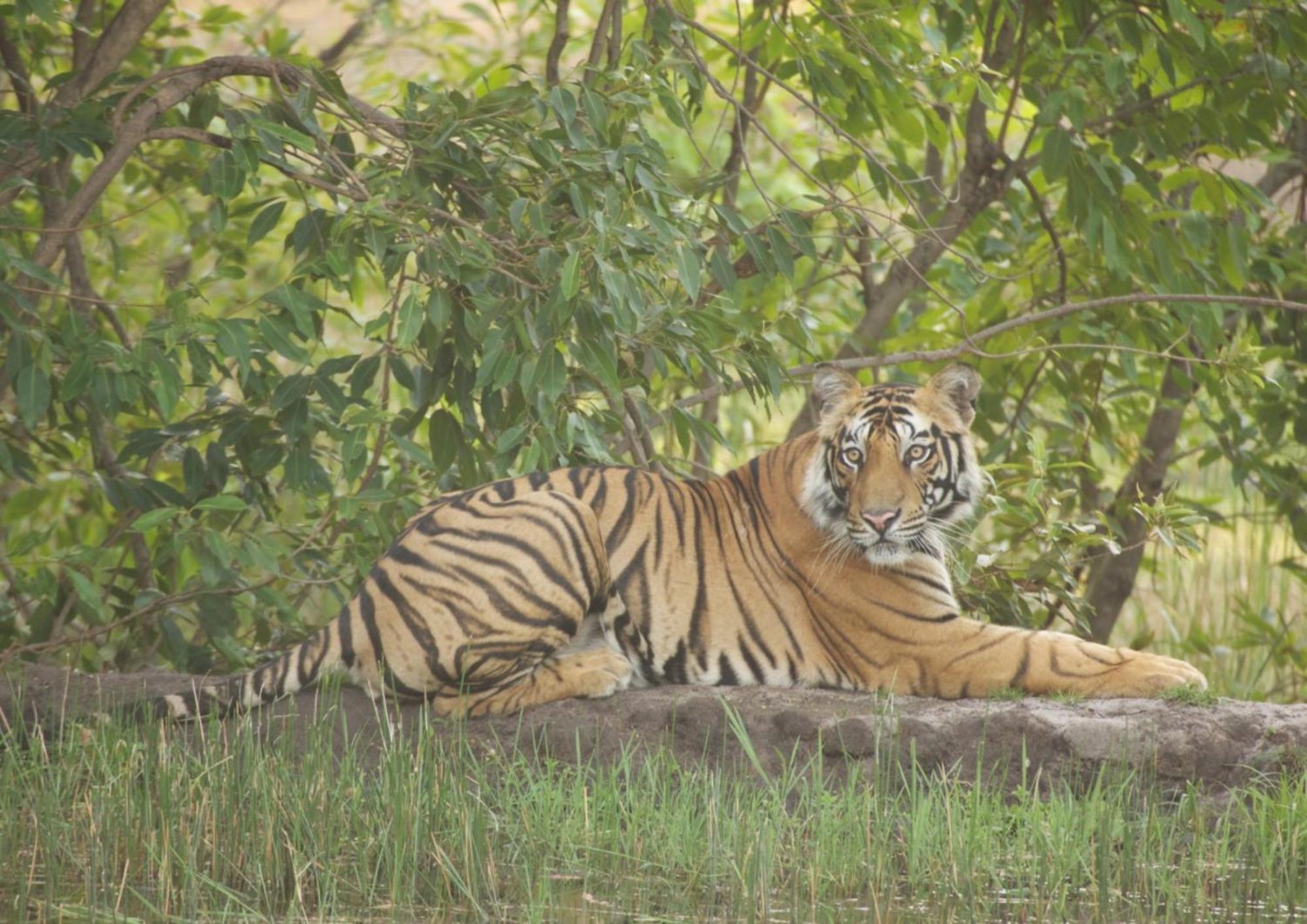 Tiger Tops Karnali Lodge Bardiya 외부 사진