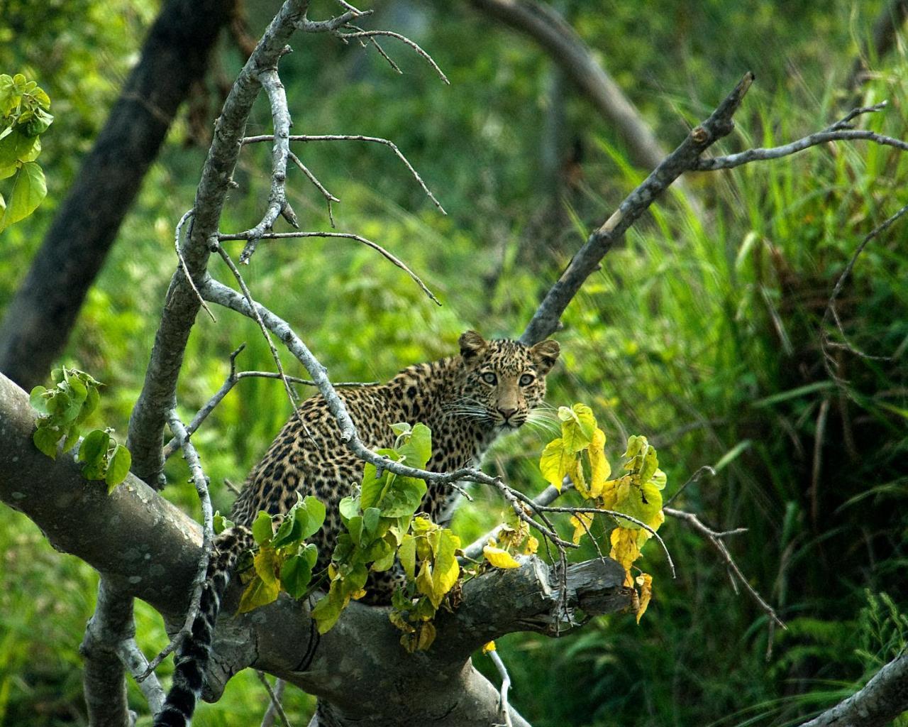 Tiger Tops Karnali Lodge Bardiya 외부 사진