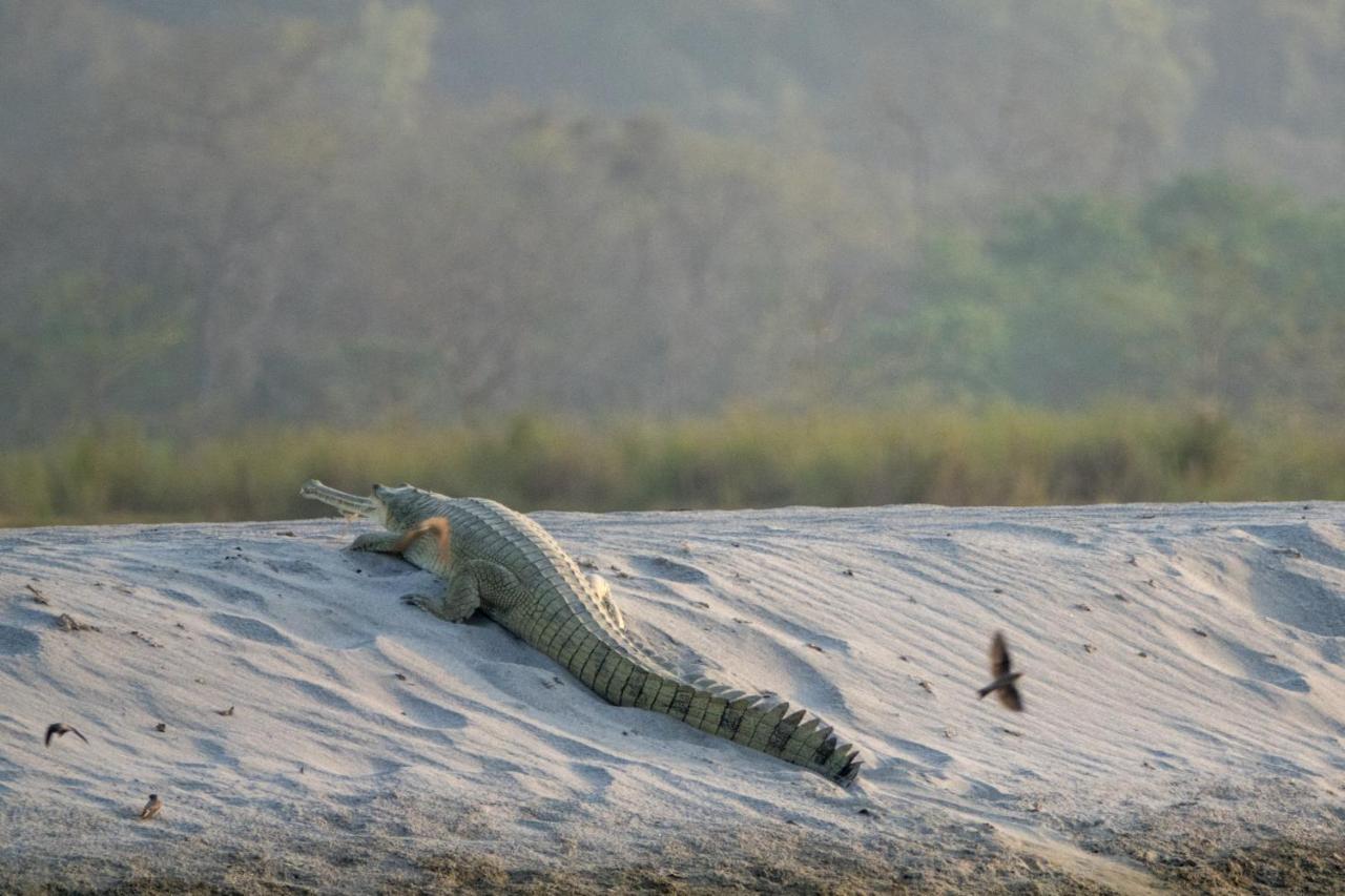 Tiger Tops Karnali Lodge Bardiya 외부 사진