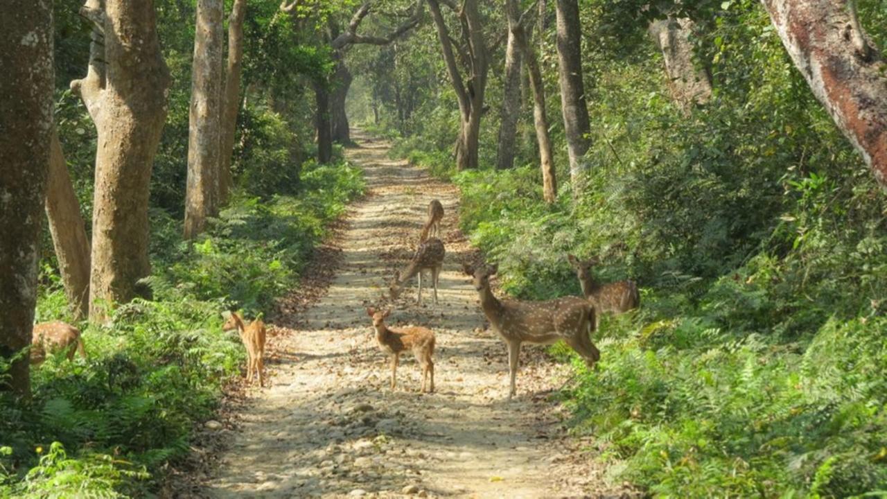 Tiger Tops Karnali Lodge Bardiya 외부 사진